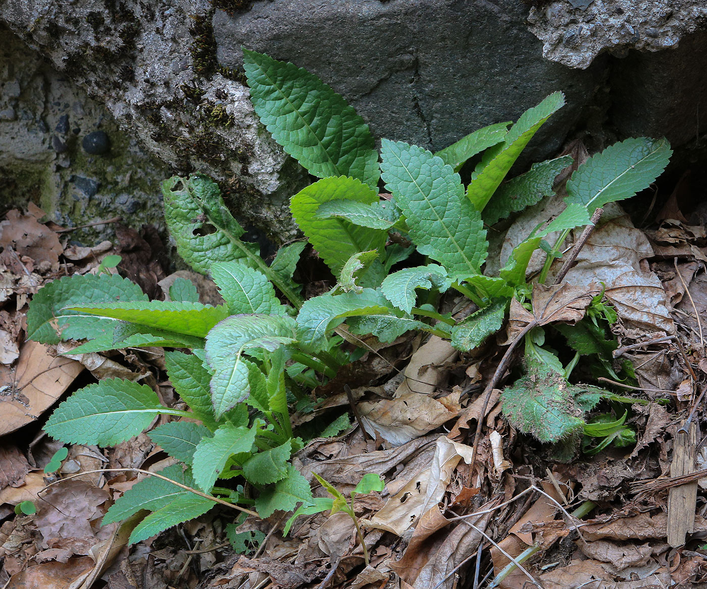 Изображение особи Dipsacus pilosus.