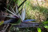 Strelitzia nicolai