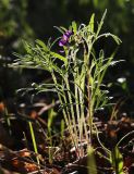 Viola dissecta