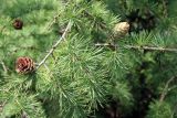 Larix sibirica. Ветвь с зелёной и прошлогодней шишками. Псков. 10.07.2006.