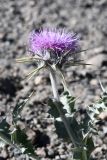 Cousinia speciosa. Соцветие. Таджикистан, Горно-Бадахшанская автономная обл., Мургабский р-н, Аличурская дол., выс. ≈ 3800 м н.у.м., щебнистая обочина дороги. 3 июля 2024 г.