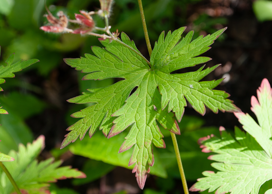 Image of Geranium erianthum specimen.