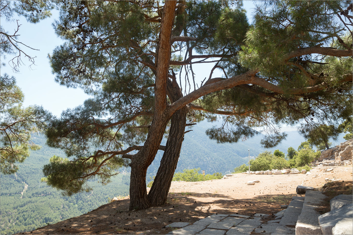 Image of Pinus brutia specimen.