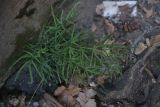 Pteris multifida. Спороносящее растение. Грузия, г. Тбилиси, Старый Тбилиси, заброшенный двор. 4 февраля 2025 г.