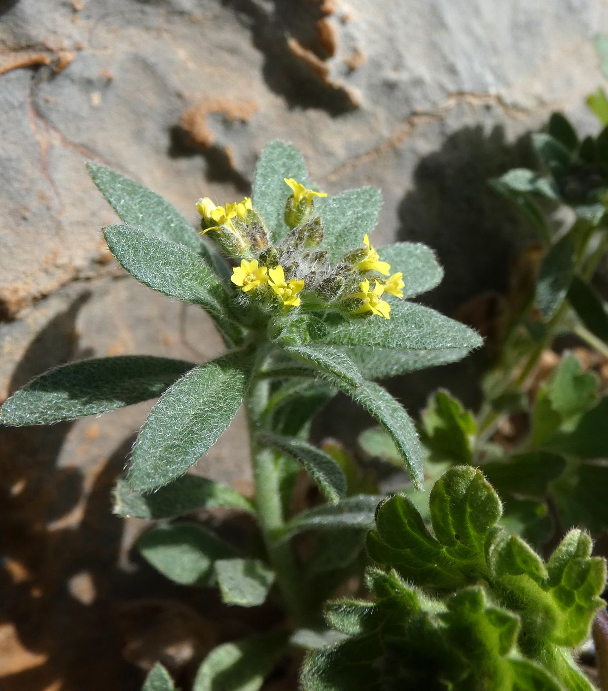 Изображение особи Alyssum turkestanicum var. desertorum.