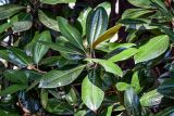 Magnolia grandiflora