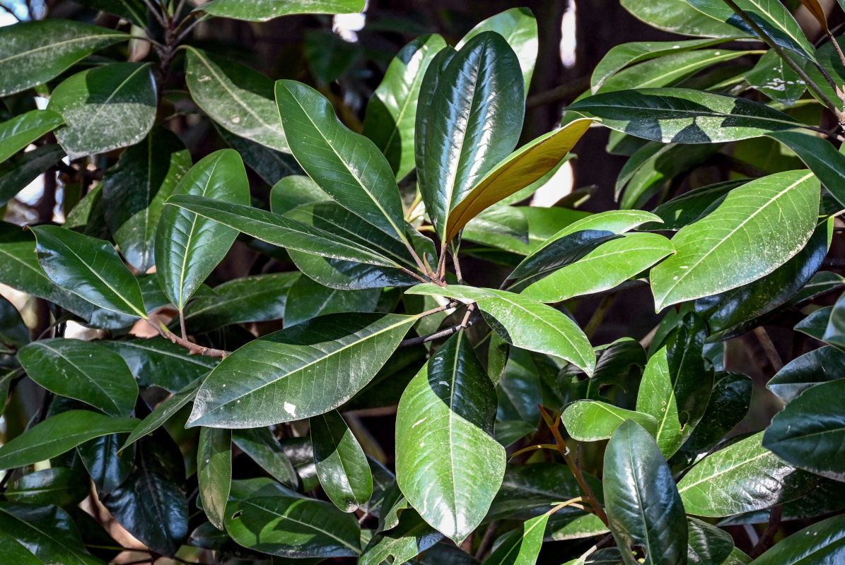 Image of Magnolia grandiflora specimen.