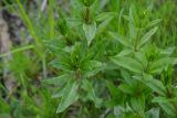 Rubia tinctorum