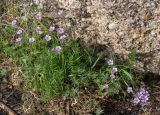 Geranium transversale