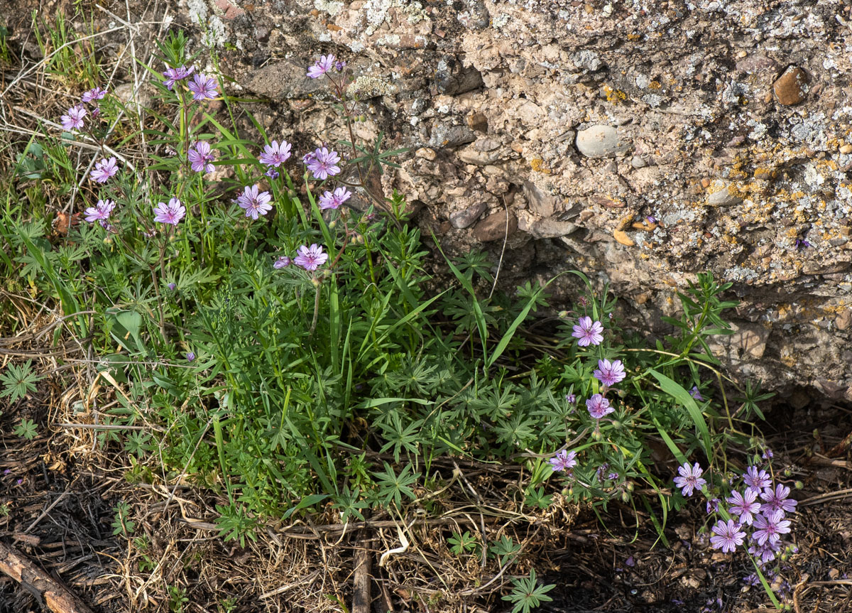 Изображение особи Geranium transversale.