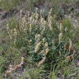 Hedysarum grandiflorum