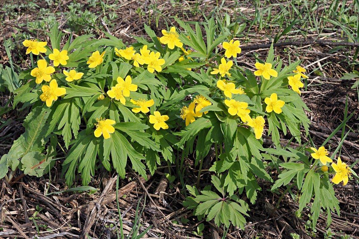 Изображение особи Anemone ranunculoides.