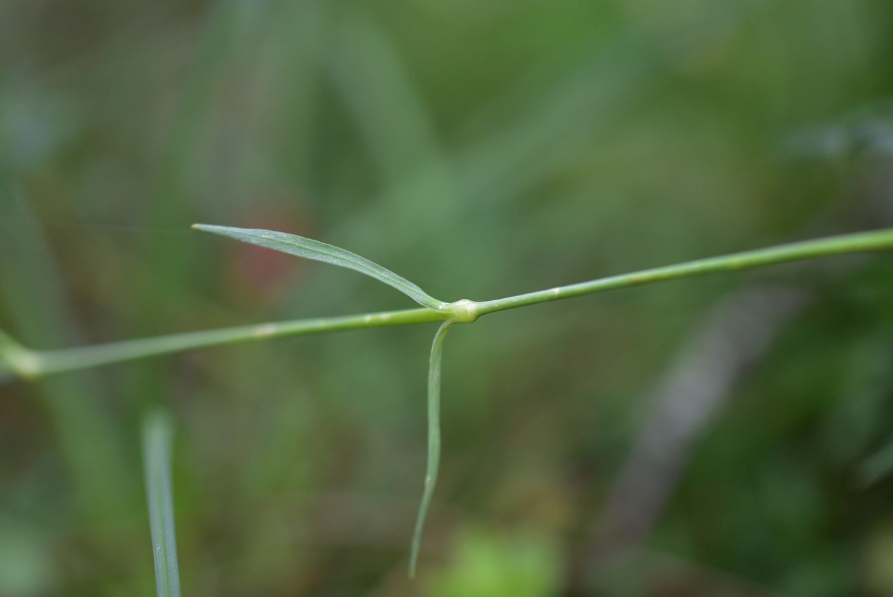 Изображение особи Dianthus superbus.