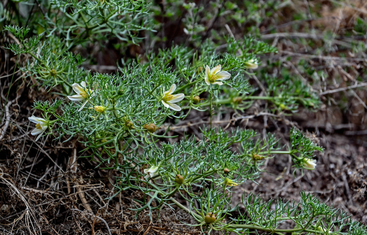 Image of Peganum multisectum specimen.