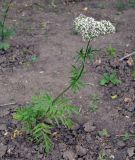 Valeriana officinalis