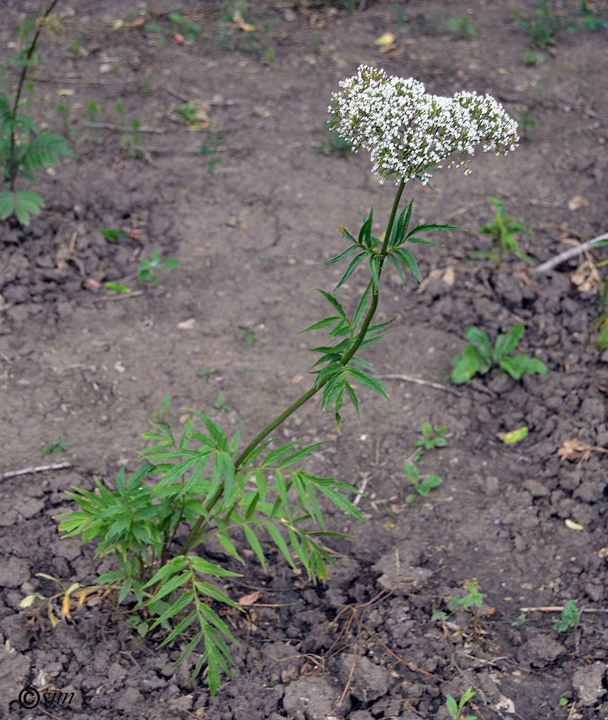 Изображение особи Valeriana officinalis.