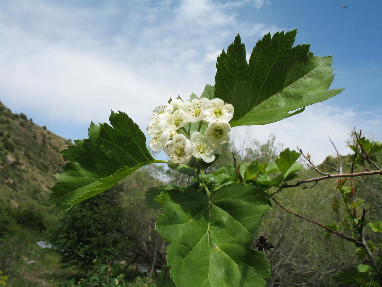 Изображение особи Crataegus korolkowii.