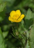 Смотреть изображение Ranunculus repens