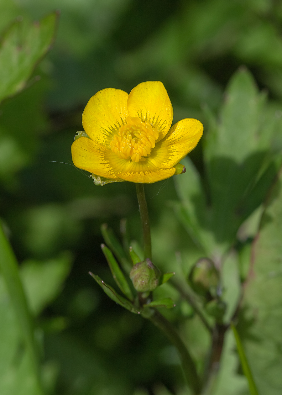 Изображение особи Ranunculus repens.