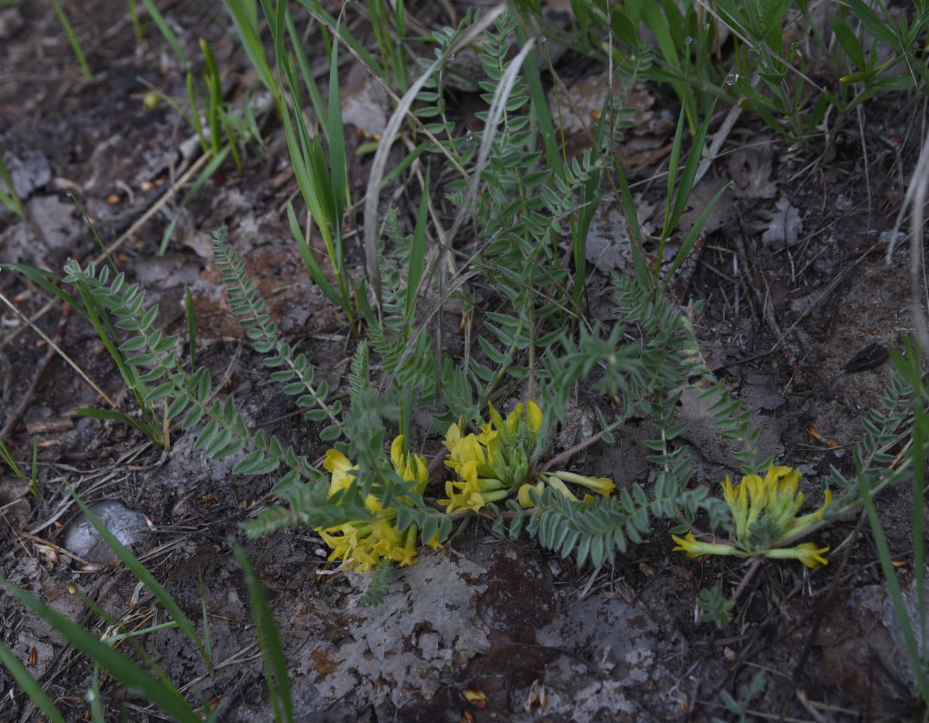 Image of genus Astragalus specimen.