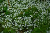 Veronica filiformis. Верхушки цветущих растений. Московская обл., Раменский р-н, окр. дер. Хрипань, садовый участок. 18.05.2025.