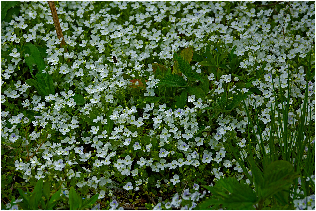 Изображение особи Veronica filiformis.