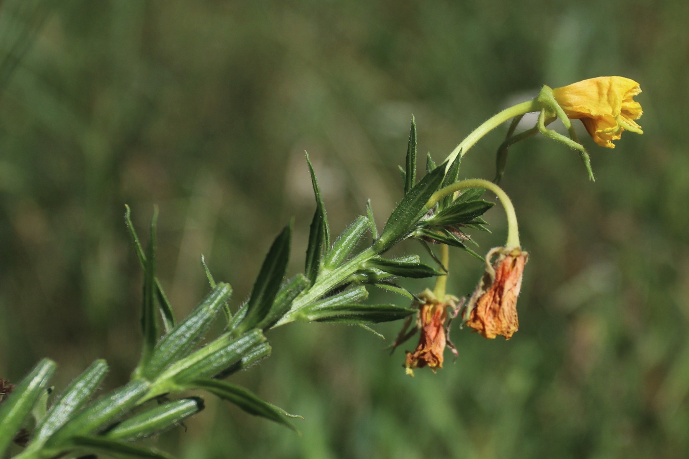 Изображение особи Oenothera biennis.