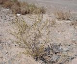 genus Artemisia. Плодоносящее(?) растение. Кыргызстан, Баткенская обл., Лейлекский р-н, 12 км западнее пос. Самаркандык, пестроцветные глины, 1400 м н.у.м., сухое русло. 28.09.2025.