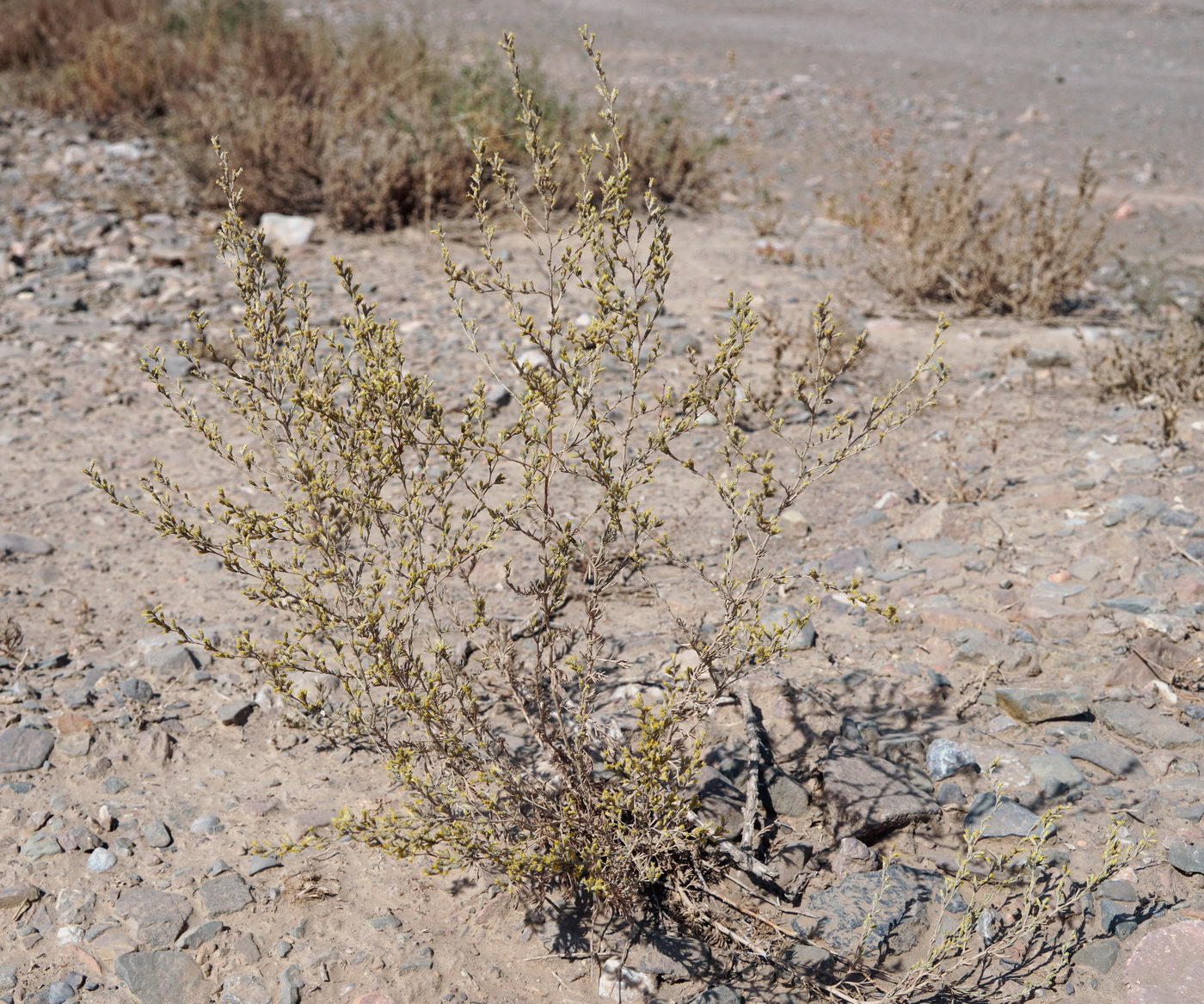 Image of genus Artemisia specimen.