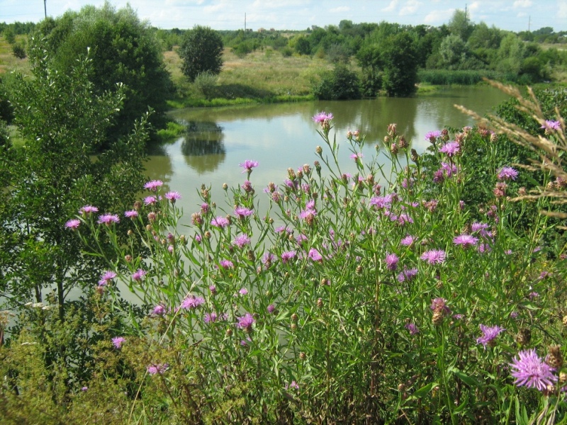 Изображение особи Centaurea jacea.