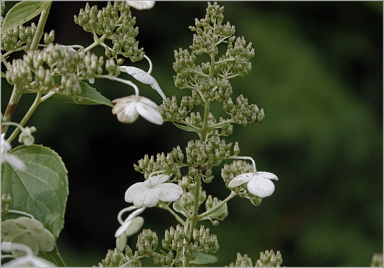 Image of Hydrangea arborescens specimen.