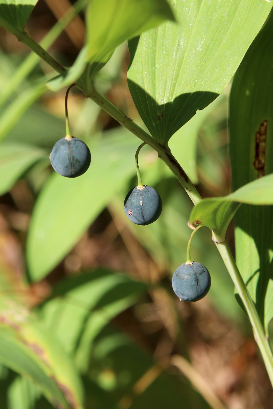 Изображение особи Polygonatum odoratum.