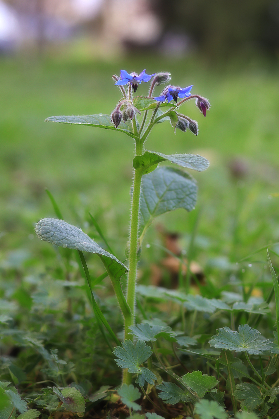 Image of Borago officinalis specimen.