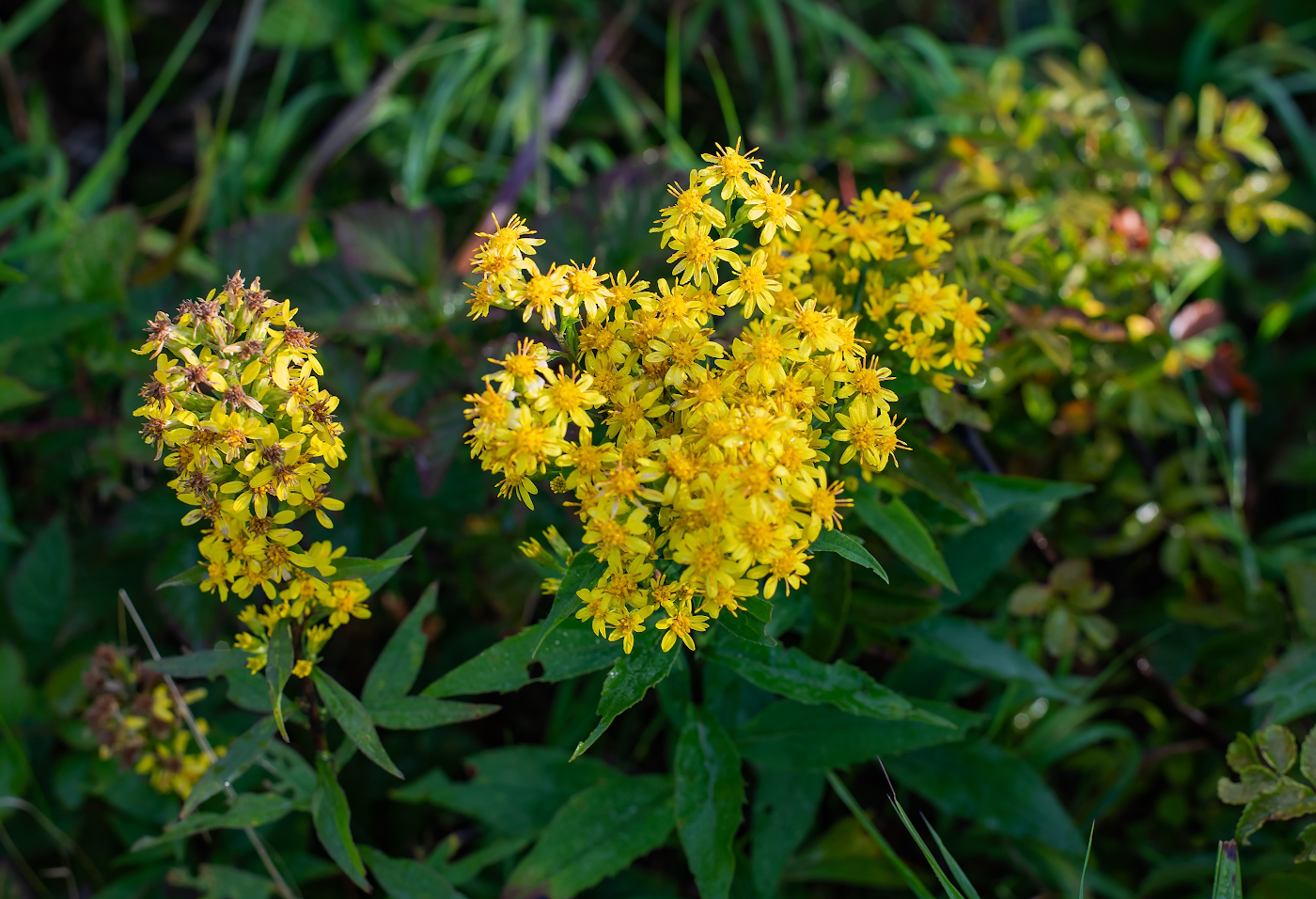 Image of Solidago virgaurea ssp. dahurica specimen.