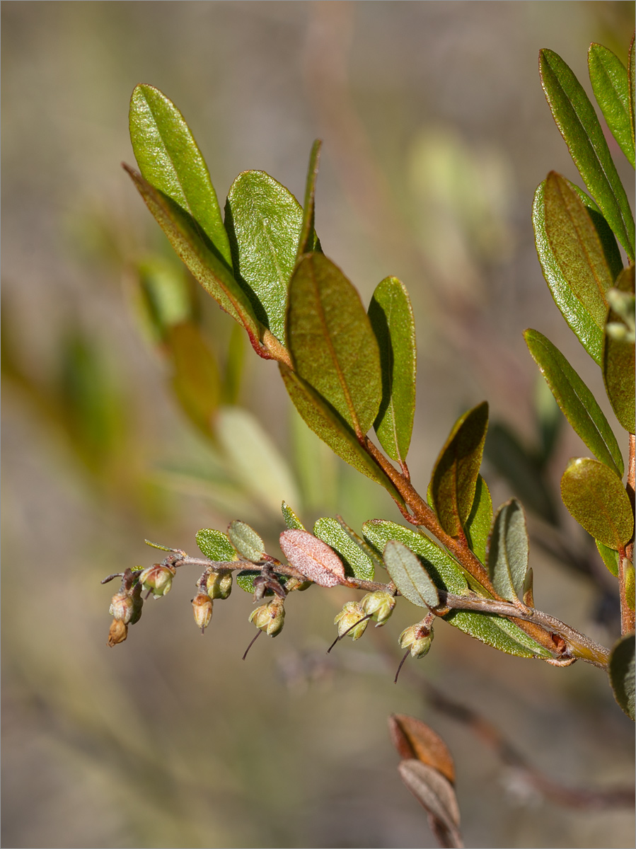 Изображение особи Chamaedaphne calyculata.