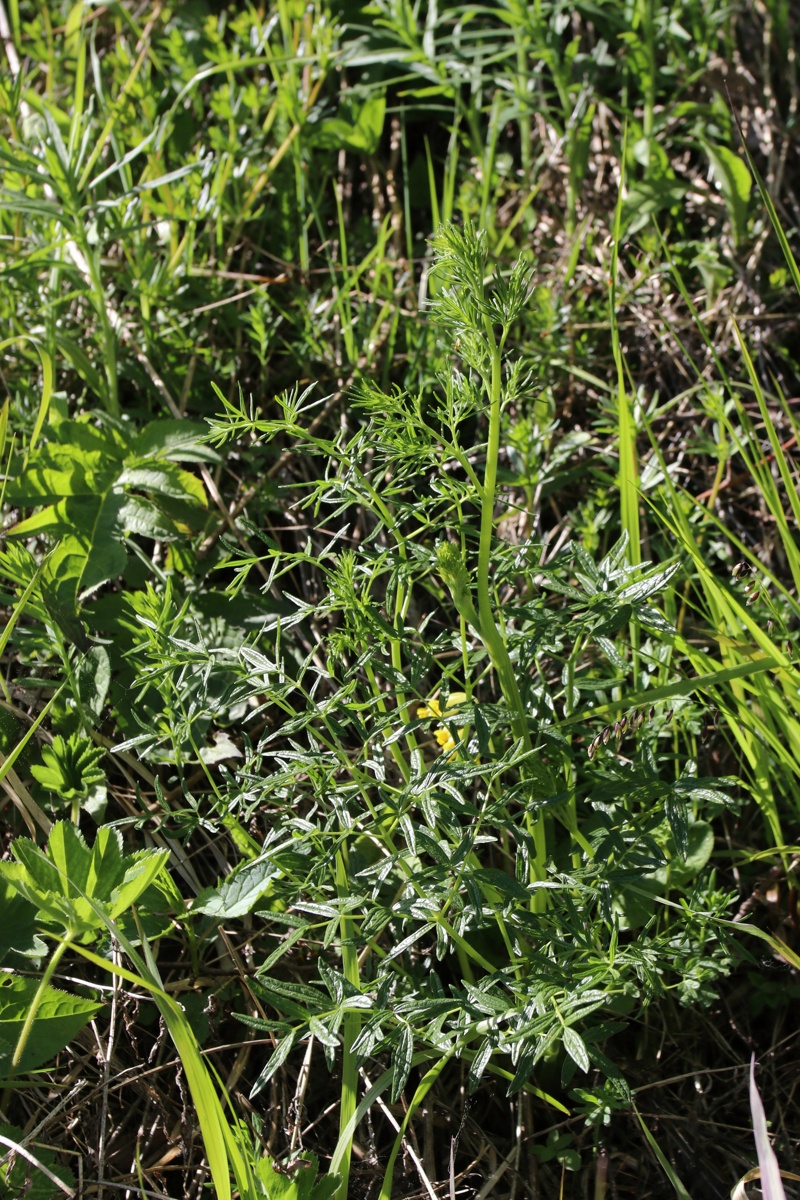 Изображение особи Thalictrum lucidum.