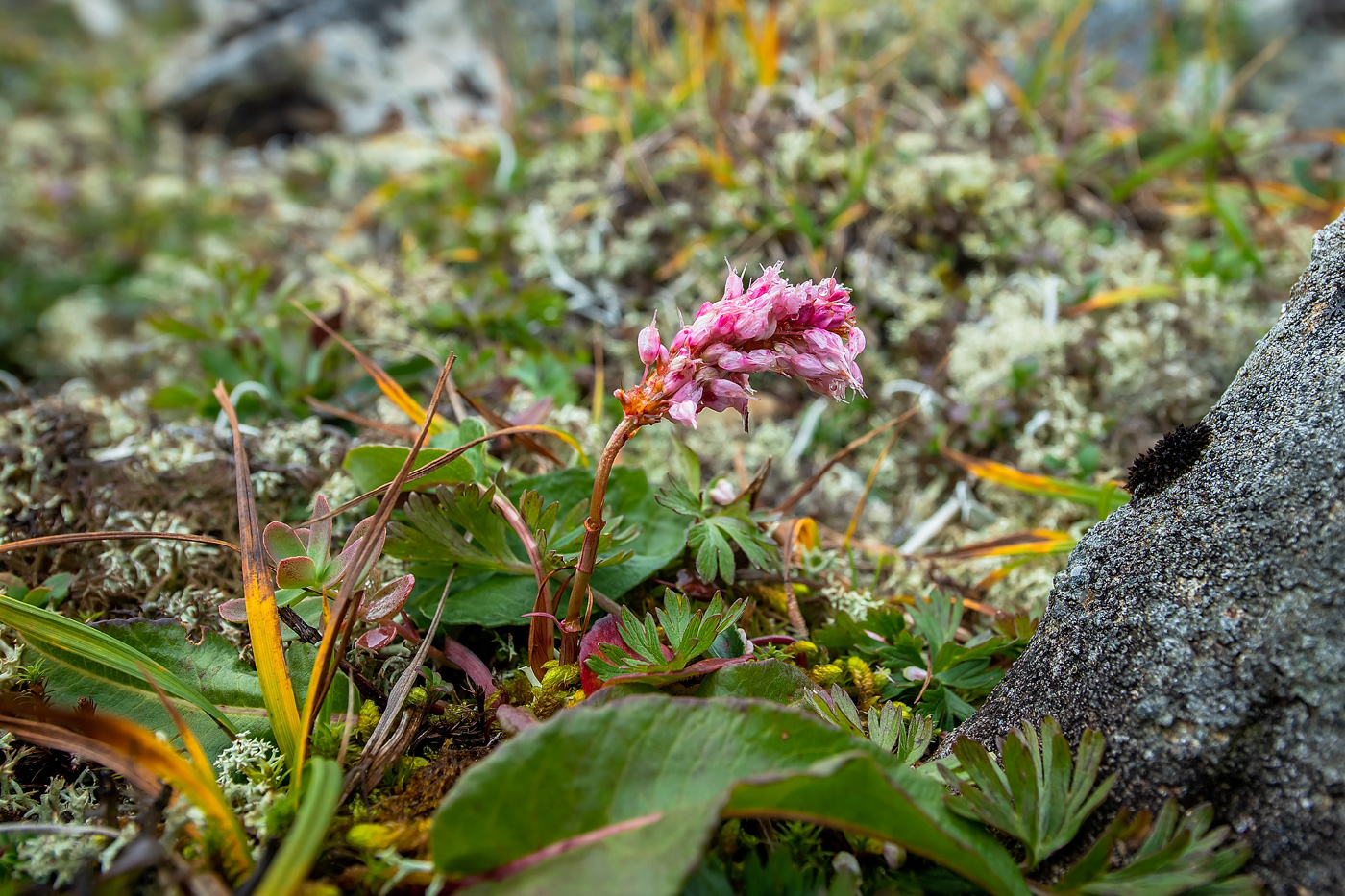 Изображение особи род Bistorta.