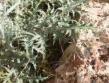 genus Echinops. Листья. Турция, ил Мардин, окр. монастыря Мор-Габриэль, выс. ок. 900 м н.у.м., среди камней известняка. 26 мая 2025 г.