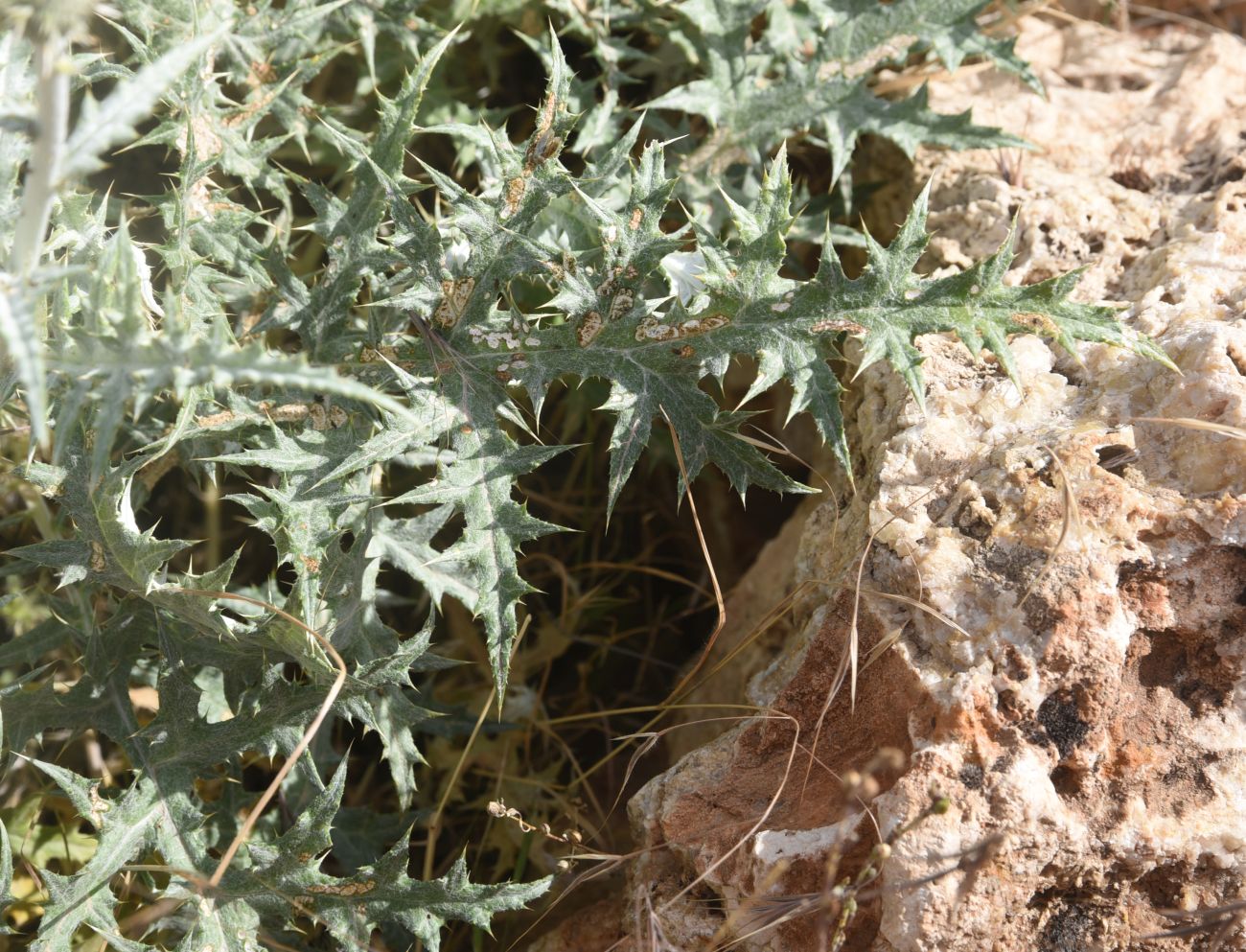 Image of genus Echinops specimen.