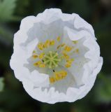 genus Papaver