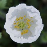 Papaver