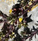 Ajuga iva. Часть побега с цветками. Республика Кипр, окр. с. Арменохори, невысокий каменистый холм. 28.02.2026.