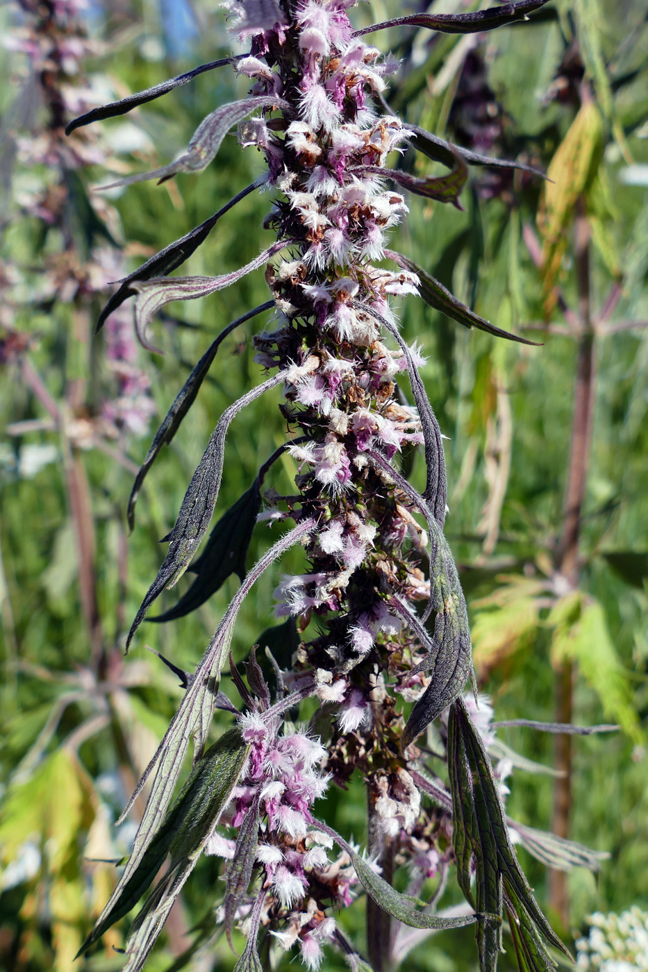 Изображение особи Leonurus quinquelobatus.