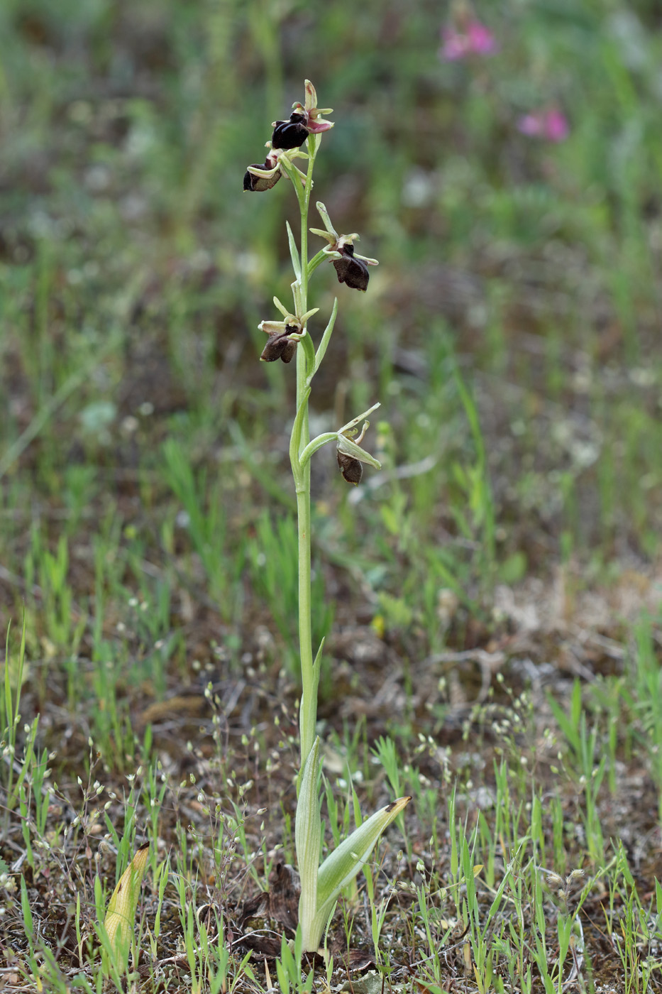 Изображение особи Ophrys mammosa.