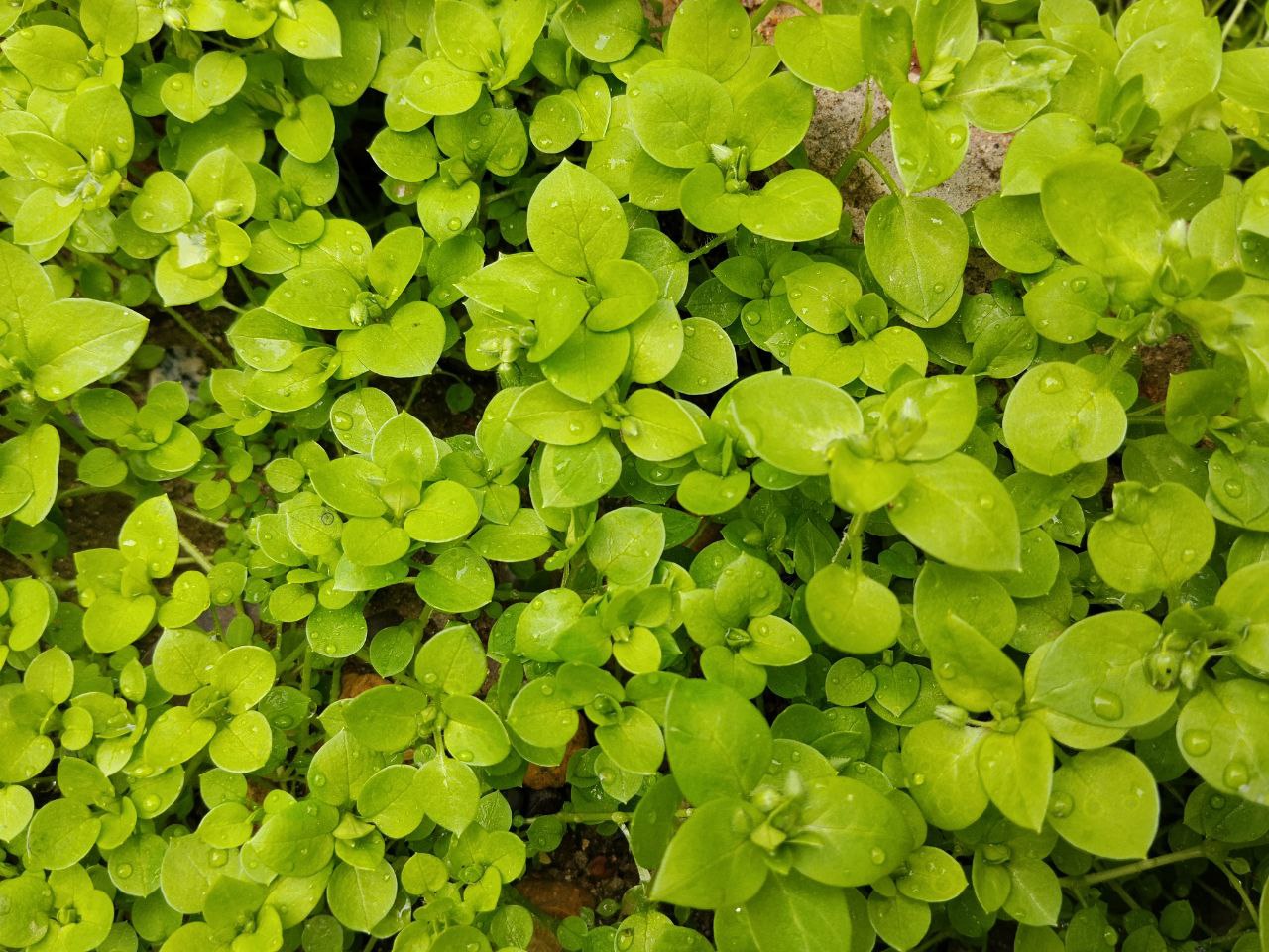 Изображение особи Stellaria media.