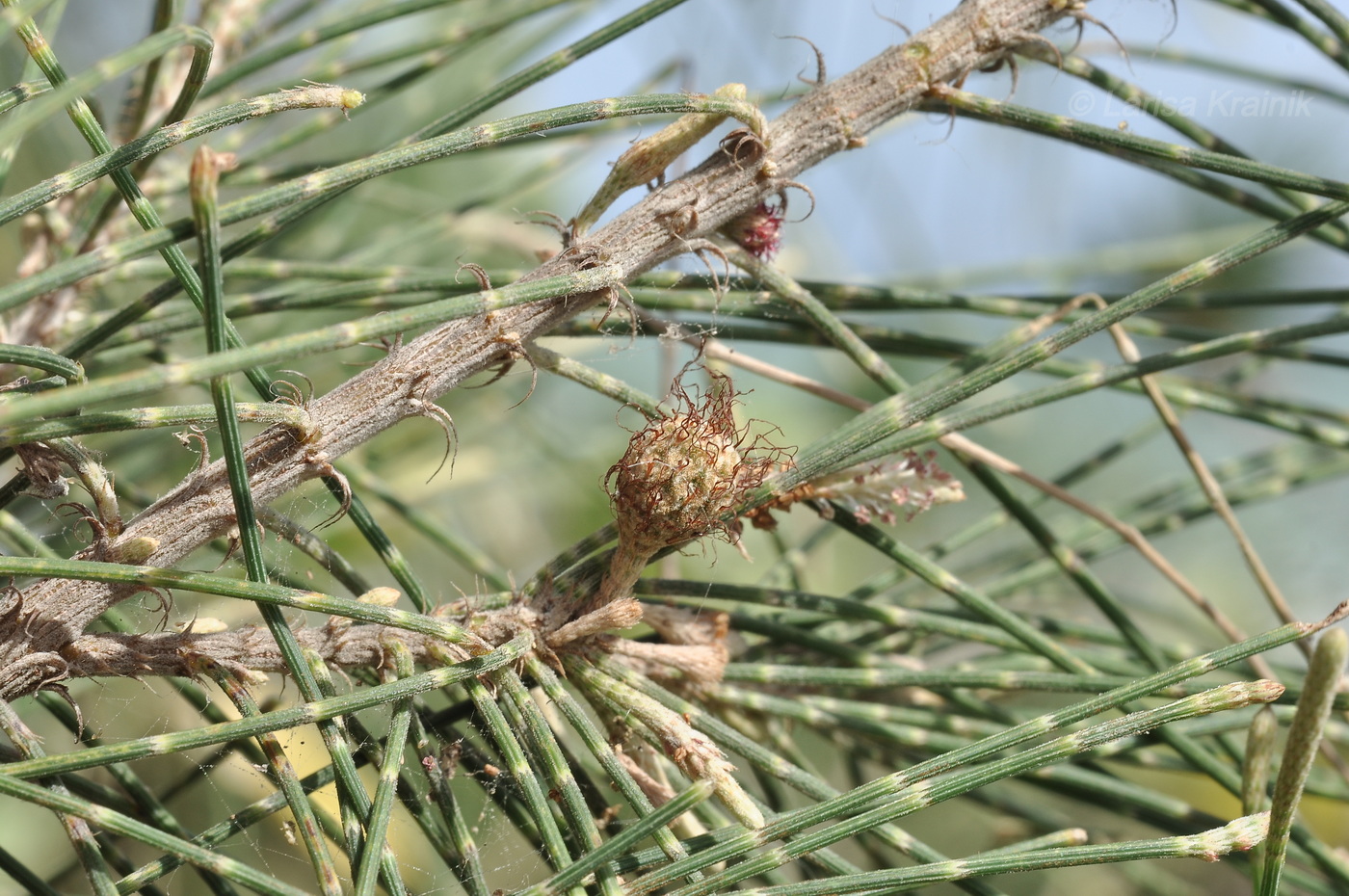 Изображение особи Casuarina equisetifolia.