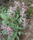 Corydalis ledebouriana. Цветущее растение. Казахстан, Туркестанская обл., Толебийский р-н, Зап. Тянь-Шань, Сайрам-Угамский нац. парк; выс. ок. 2100 м н.у.м., дол. р. Кыржалсай, левое русло, правый борт, водораздельный гребень с можжевельником и развалами глыб. 26.04.2026.