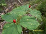 genus Trillium. Триллиум волнистый. Trillium undulatum. В природе. Галифакс 30.08.2015.