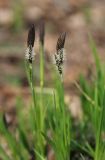 Carex nigra