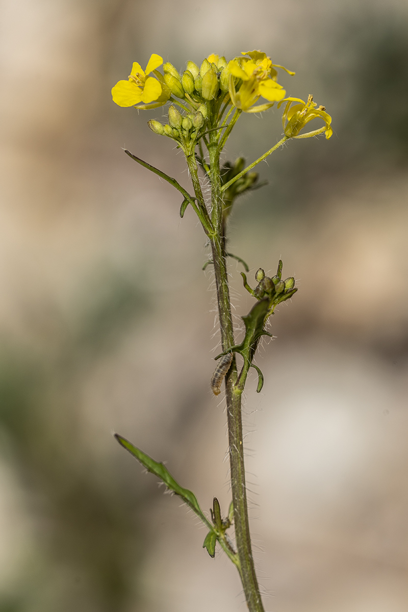 Image of Sisymbrium loeselii specimen.